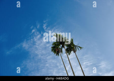 Ein Büschel von drei Betelnuss Bäume vor blauem Himmel mit Wolken Stockfoto