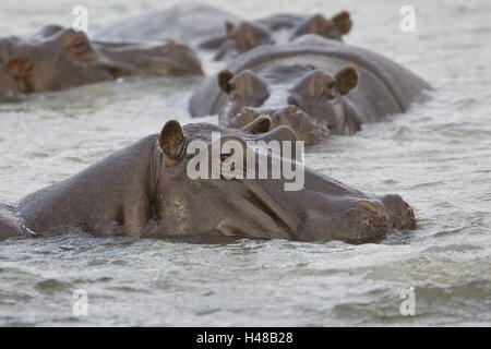 Flusspferde im Wasser, Stockfoto