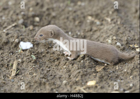Mindestens Wiesel (Mustela nivalis) baby Wiesel im Unterholz