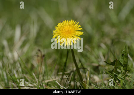 Üblichen Löwenzahn Taraxacum Sect. Ruderalia, Blüte, Stockfoto