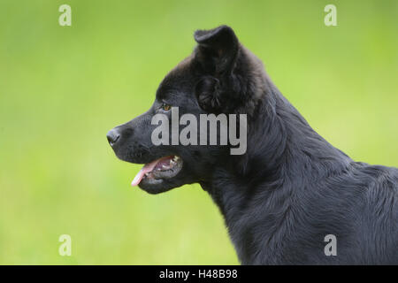 Hybrid-Hund, Welpe, Porträt, Seitenansicht, Stockfoto