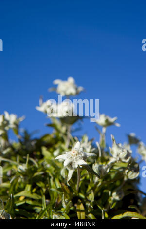 Edelweiß, Leontopodium Nivale Subspecies Alpinum, Stockfoto