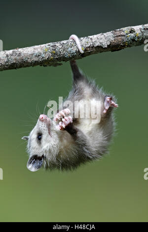 Nordamerikanische Opossum, Didelphis Virginiana, Jungtier, greifen Tail, Zweig, hängen, Stockfoto