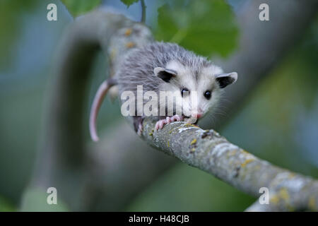 Nordamerikanische Opossum, Didelphis Virginiana, Jungtier, Zweig, Stockfoto