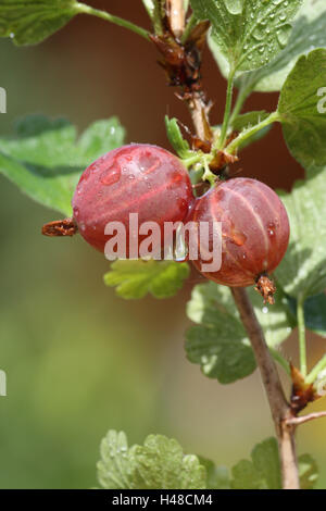 Gabel, Stachelbeeren, Stockfoto