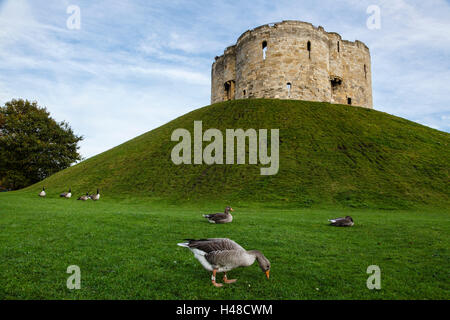 Clifford es Tower, York Stockfoto