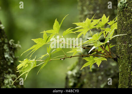 Professionelle japanische Ahorn, Acer Palmatum, Acer, Zweige, Stamm, Stockfoto