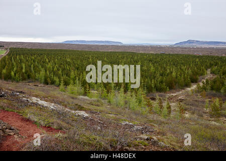 Blick auf die Caldera, gepflanzten Kiefern Wald und Lava-Felder der Kerid Vulkan Region southern Island Stockfoto