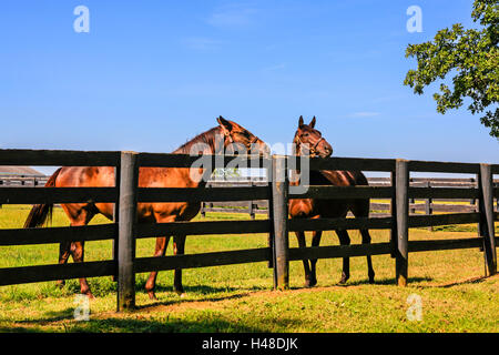 Pferde genießen den Sommer in Farmen rund um Versailles nr Lexington, KY, den Zustand bekannt als die "Pferde-Hauptstadt der Welt Stockfoto