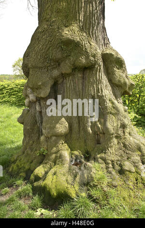 Deutschland, Nordrhein-Westfalen, Düsseldorf, Kastanienbaum, Detail, Stamm, gnarledly, Absicherung, Stockfoto