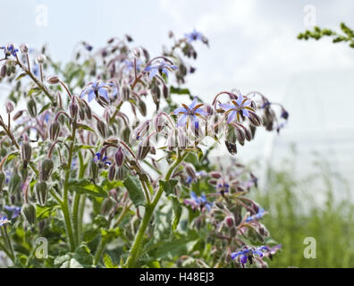 Borretsch, Blüte, Garten, Pflanze, Kräutergarten, Gurken Kraut, Blüten, Gewürzpflanze, Heilpflanzen, kulinarisches Gewürz würzen, Bauerngärten, gesund, Gesundheit, Sommer blühen, Blüte, blau, lila, Stockfoto