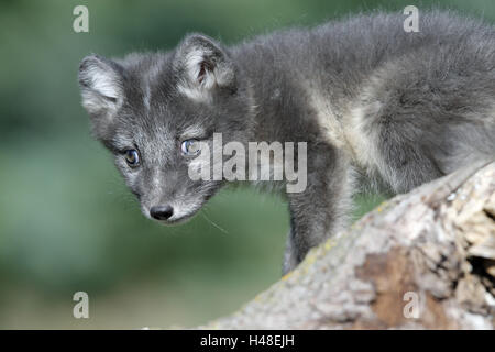 Eis-Fox, Alopex Lagopus, Jungtier, Stamm, Stockfoto