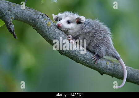 Nordamerikanische Opossum, Didelphis Virginiana, Jungtier, Zweig, Stockfoto