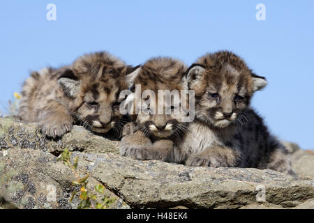 Pumas, Felis Concolor, Jungtiere, Minnesota, USA Stockfoto