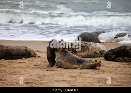 Graue Dichtungen Halichoerus Kondor kämpfen zu Beginn der Diskussionen Saison im Oktober, Horsey, Norfolk UK Stockfoto