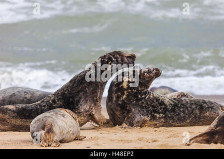 Grey Seals Halichoerus gryphus kämpft zu Beginn der Puppensaison im Oktober in Norfolk UK Stockfoto