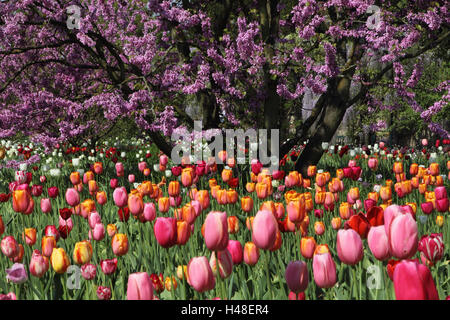 Judasbaum und Tulpen, Cercis Siliquastrum, gemeinsame Judasbaum, Judasbaum und Tulpen, Baum, Blüten, Pflanzen, Blumen, Garten, Blüten, bunt, viele, Judasbaum, Tulpen, Stockfoto