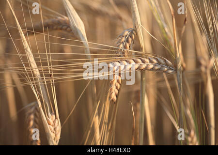 Getreide, Feld, Ohren, mittlere Nahaufnahme, Ähren, Korn, Korn Ohren, Weizen, Triticum, Ohren, reif, Getreide, Landwirtschaft, Nutzpflanzen, Kulturpflanzen, Anbau, Feld, Pflanzen, Weizenfeld, Stockfoto