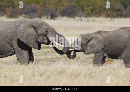 Afrikanische Elefanten, Wasser trinken, Seitenansicht, close-up, Stockfoto
