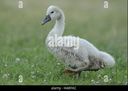 Höckerschwan Cygnus Olor, Küken, Stockfoto