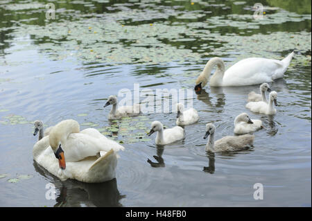 Höckerschwäne, Cygnus Olor, alte Tiere mit Küken Stockfoto