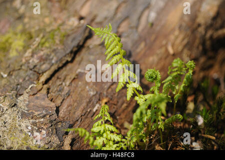 Junge Farn, Wurm Farn Dryopteris Filix-Mas, Stockfoto