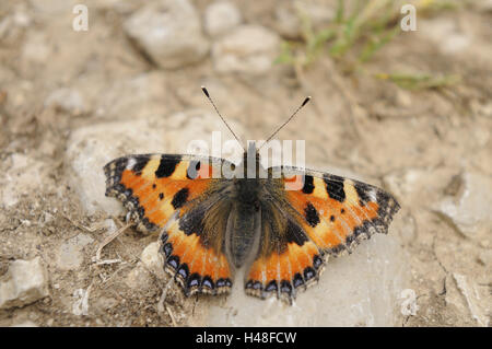 Kleiner Fuchs, Aglais Urticae, Nymphalis Urticae, Stockfoto