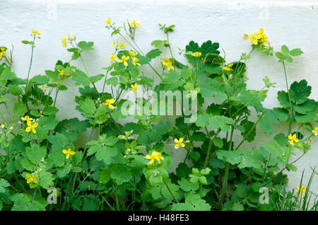 Schöllkraut, Chelidonium Majus, Außenwand, Stockfoto