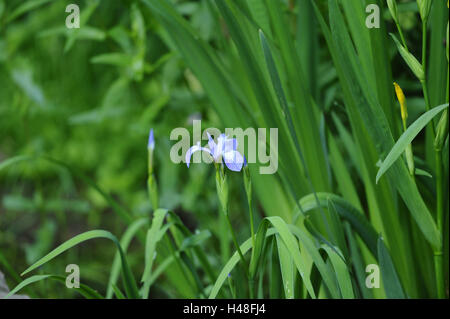 Multi Farbe Iris, Iris versicolor, Stockfoto