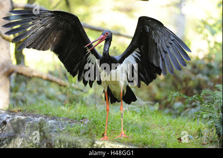 Schwarzer Storch, Ciconia Nigra, Flügel, spreizen, Blick in die Kamera, Stockfoto