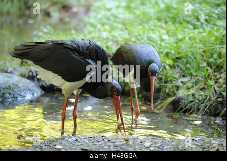 Schwarze Störche, Ciconia Nigra, Wasser, stehen, Stockfoto