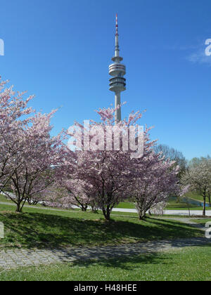 Deutschland, Oberbayern, München, komplexe, Olympic Olympiaturm, blühende Kirschbäume, Stockfoto