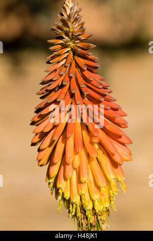 Oktober orange treibt, gelben Blütenstand der Fackel Lilie, Kniphofia "Timothy" Stockfoto
