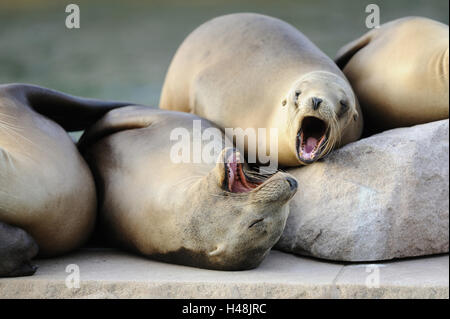 Kalifornischen Seelöwen, Zalophus Californianus, Shore, liegend, Blick in die Kamera, Stockfoto