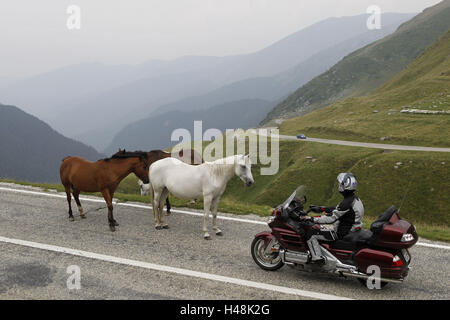 Motorradfahrer, Alp Ambiente, Landstraße, Reisen, Motorrad, Pferde auf Asphalt, Stockfoto