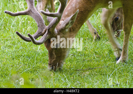 Wildgehege Schloss Moritz, Damhirsch, Sachsen, Deutschland Stockfoto