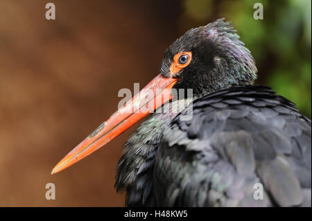 Schwarzstorch, Ciconia Nigra, Porträt, Seitenansicht, Stockfoto