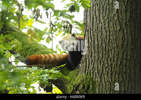 Roter Panda Ailurus Fulgens, Stamm, Zweig, sitzen, Vorderansicht, Blick in die Kamera, Stockfoto