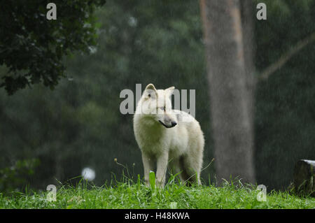 Arktischer Wolf, Canis Lupus Arctos, jungen Wolf, Wiese, stehend, Regen, Stockfoto