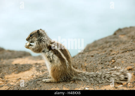 Spanien, Fuerteventura, El Castillo südwestlich von Corralejo Atlas Croissant oder nordafrikanischen Borste Croissant, Atlantoxerus Getulus, Stockfoto