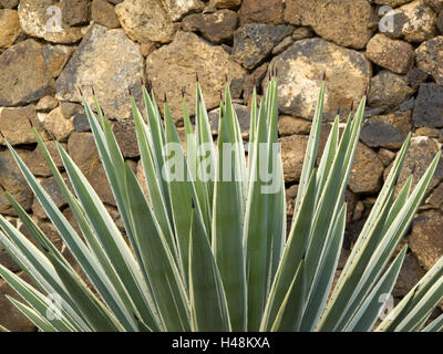 Spanien, Fuerteventura, La Oliva, Agave Pflanze vor defensive Wand, Stockfoto