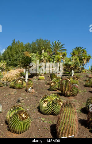 Spanien, Fuerteventura, La Lajita, Oasis Park, Kakteen und Palmen im Botanischen Garten, Stockfoto