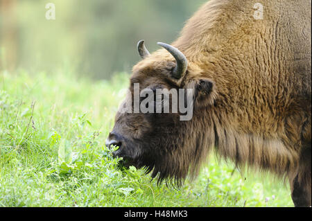 Wisente, Bison Bonasus, halbe Porträt, Wiese, stehend, Seitenansicht, Stockfoto