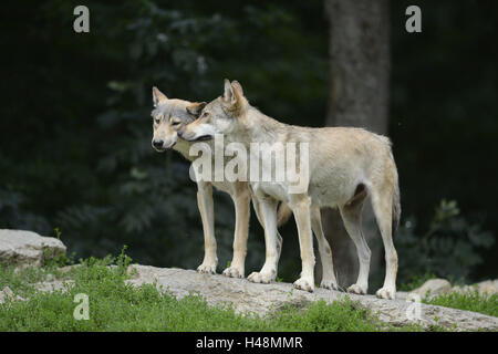 Eastern Timber Wolf, Canis Lupus LYKAON, Rand des Waldes, stehend, Seitenansicht, Stockfoto