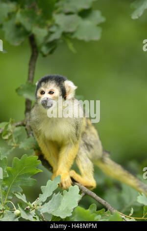 Üblichen Totenkopf Affen, Saimiri Sciureus, Branch, Sit, frontal, Stockfoto