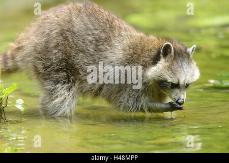 Racoon, Procyon Lotor, Wasser, Stand an der Seite, Stockfoto