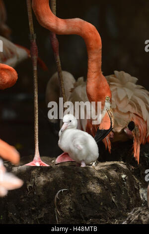 Amerikanische Flamingo Phoenicopterus Ruber, Küken, Nest, sitzen, Seitenansicht, Stockfoto