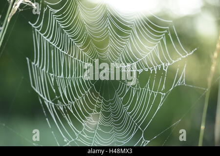 Spinnennetz, Spinnennetz, Tau, Morgen, konzentrieren sich auf den Vordergrund, Stockfoto