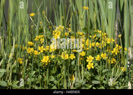 Sumpfdotterblumen Caltha Palustris, Stockfoto