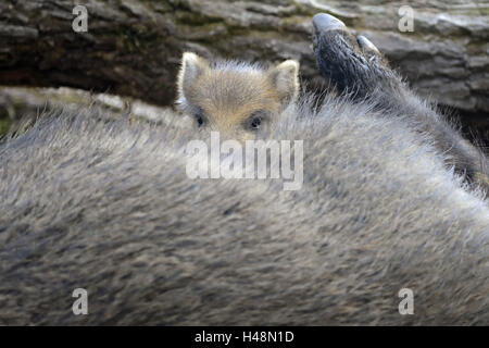 Wildschwein-Ferkel, Getränk, Mutter Tier, Stockfoto